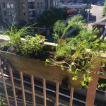 Hvordan lage din egen urtehage på balkongen
